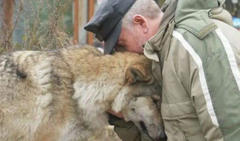 Гол одна тварина стала найкращим другом людини. Як потоваришували родина вовків і старий лісник, і що сталося, коли вовчиця зникла на довгий час.