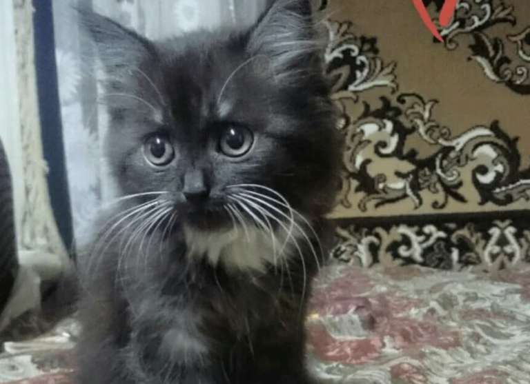 Галина не могла більше терпіти свою свекруху, вимоги якої з кожним днем були абсурднішими. Через роки це усвідомив і її чоловік.