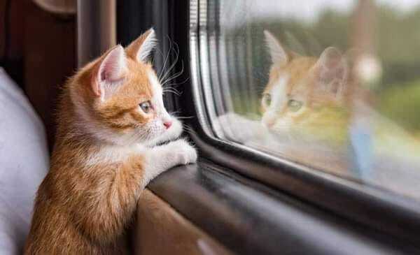 котя-тт